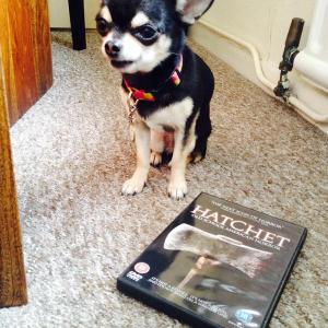 Pepper the Chihuahua and her Halloween DVD choice of Hatchet